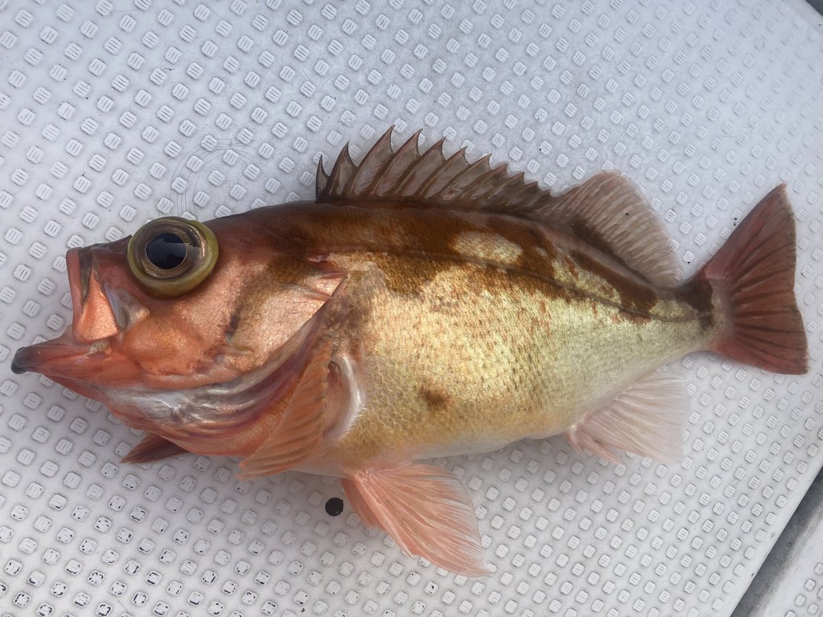 てんおじ tweet media