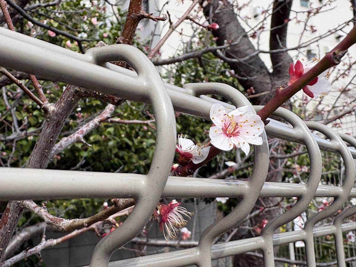 木村 衣織 tweet media