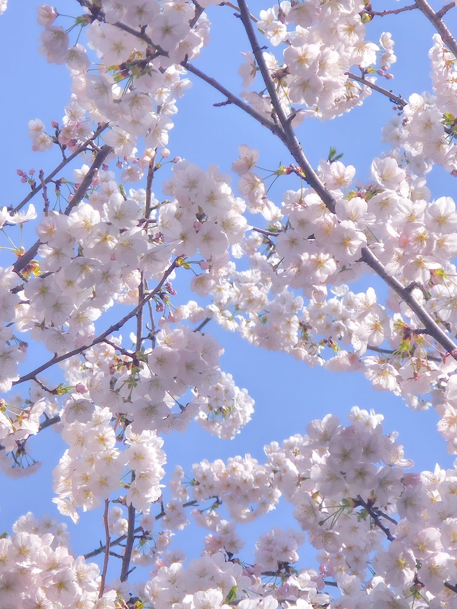 봄이 왔어요 🌸