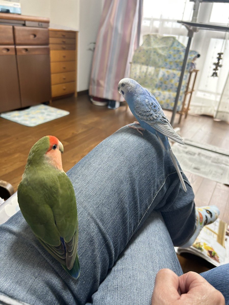 #見た人もなにか無言で２人組をあげる

虹組チャコたんとQちゃん

もうすぐチャコの9回目の月命日