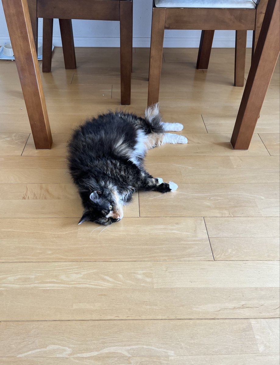 sakosako tweet media