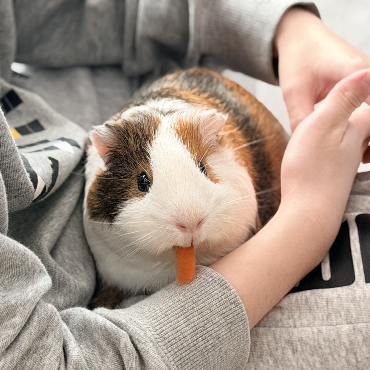 ちくわ tweet media