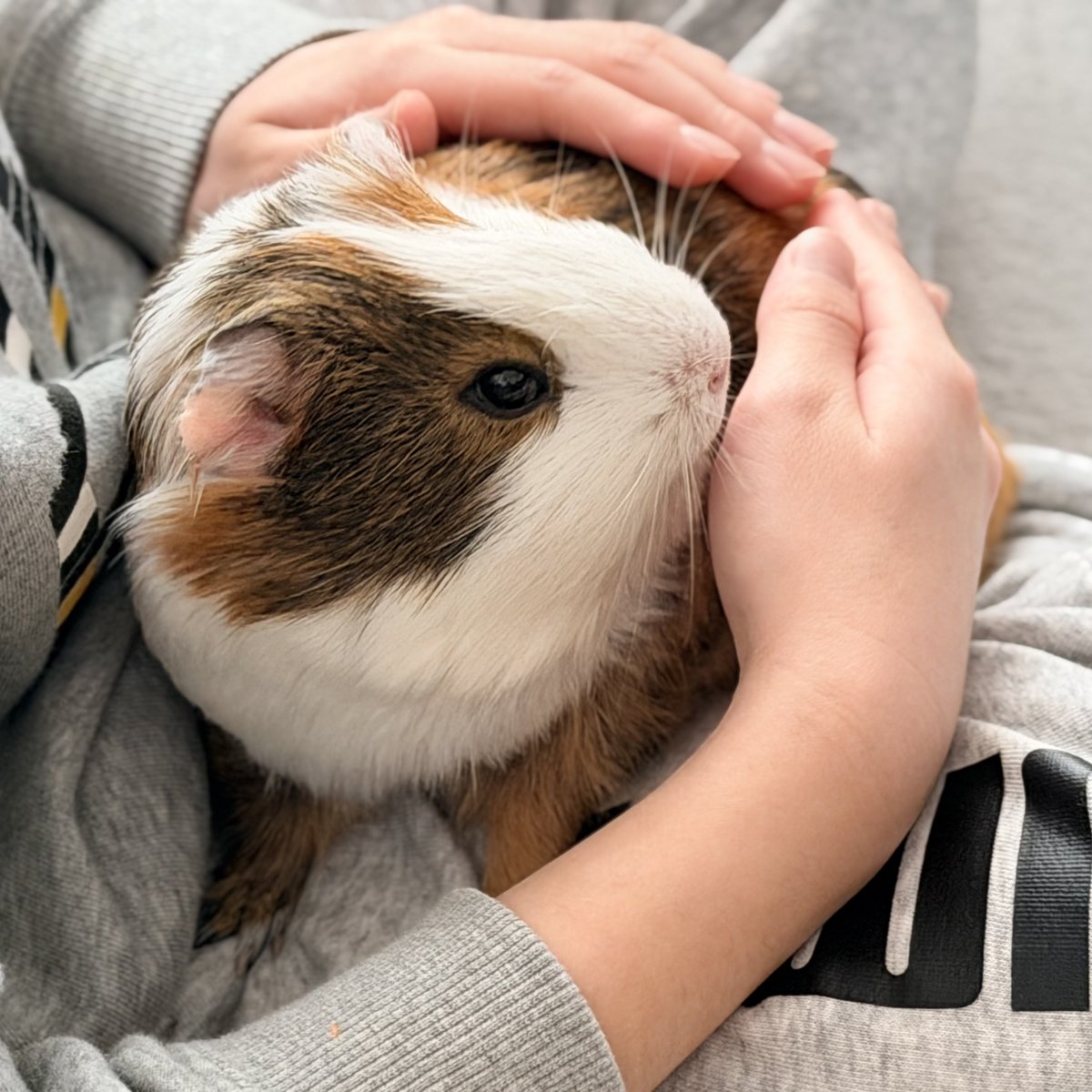 ちくわ tweet media