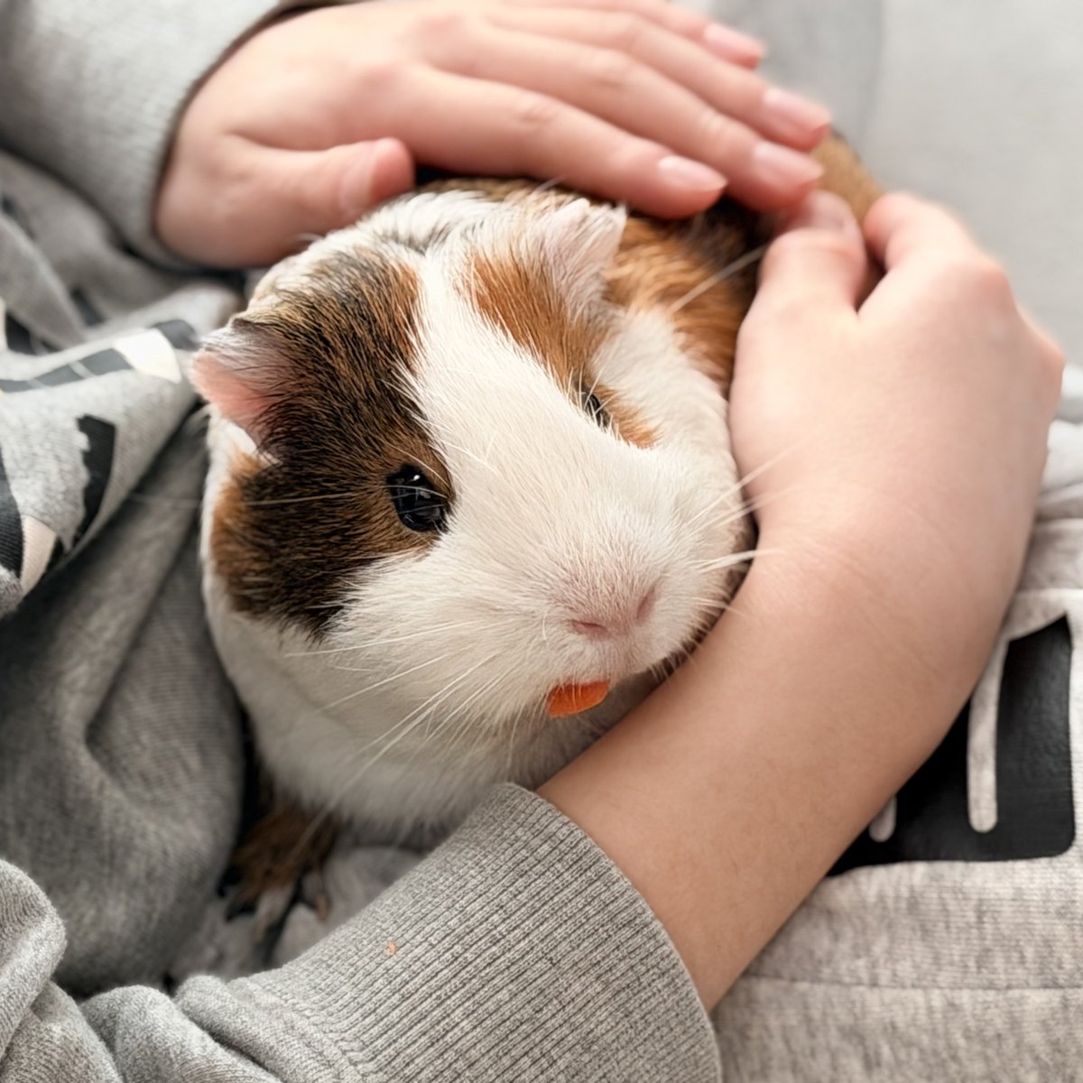 ちくわ tweet media