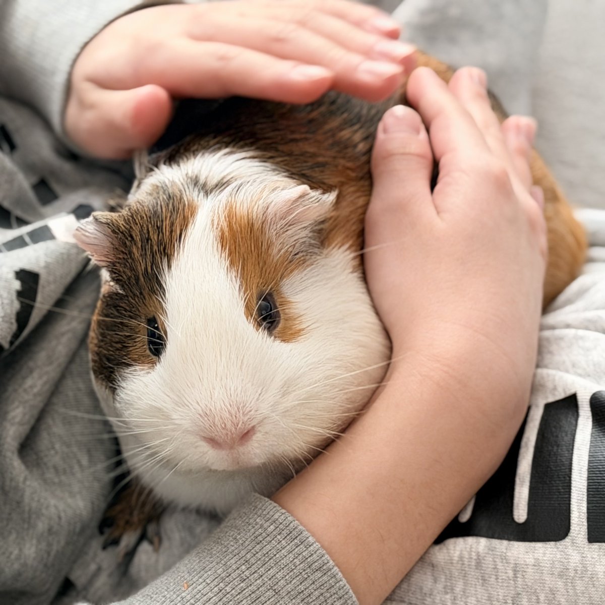 ちくわ tweet media