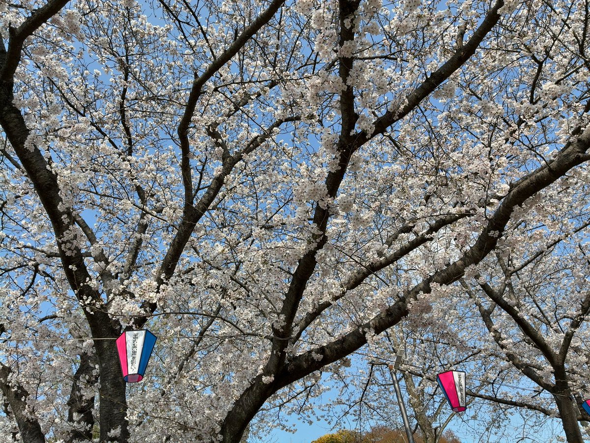 ネク．🍑🍀🍜🐱🇦🇶🌱🌼💐 tweet media