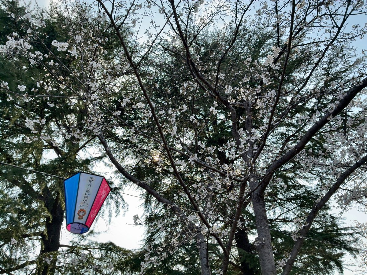 ネク．🍑🍀🍜🐱🇦🇶🌱🌼💐 tweet media