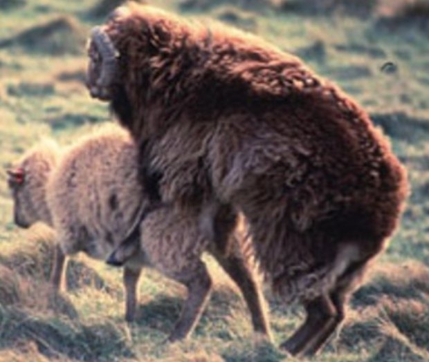 Thinkpol tweet media