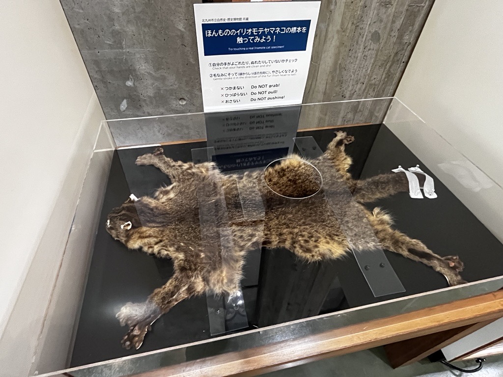 fujukan's tweet photo. \\イリオモテヤマネコ展//
#風樹館 での会期は3月31日までです
触れる毛皮、沖縄こどもの国で飼育されていたケイ太くんの剥製の展示は31日までです。

本日は16時までの開館です。
29日は休館、30・31日は10~16時の開館です。
たくさんの方のご来場をお待ちしております。 https://t.co/RK1xdpSh6R