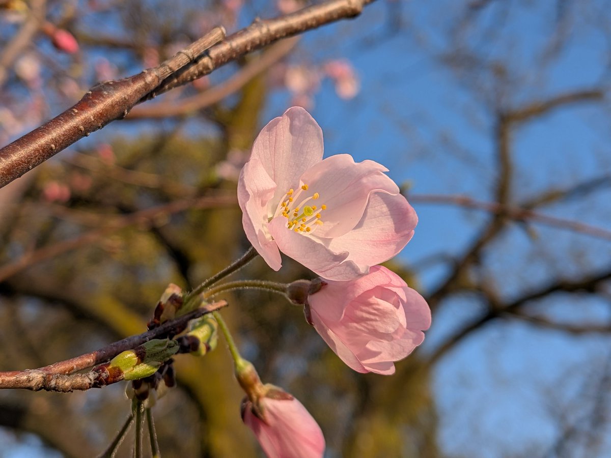 🌼🪶星降る街の猫 ᚱ🪶🌼 tweet media