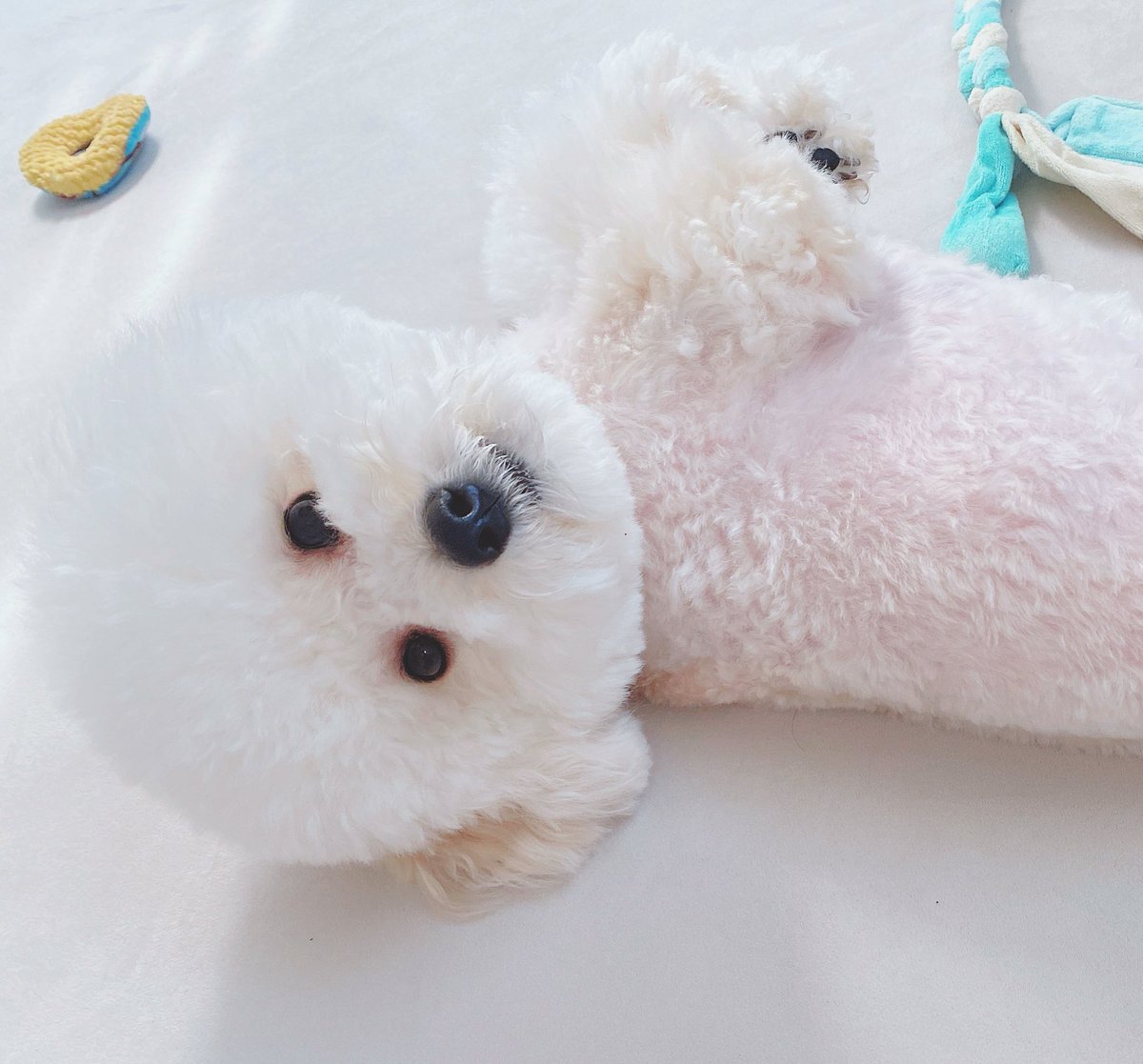 瀬島るい📮🦴ななしいんく tweet media