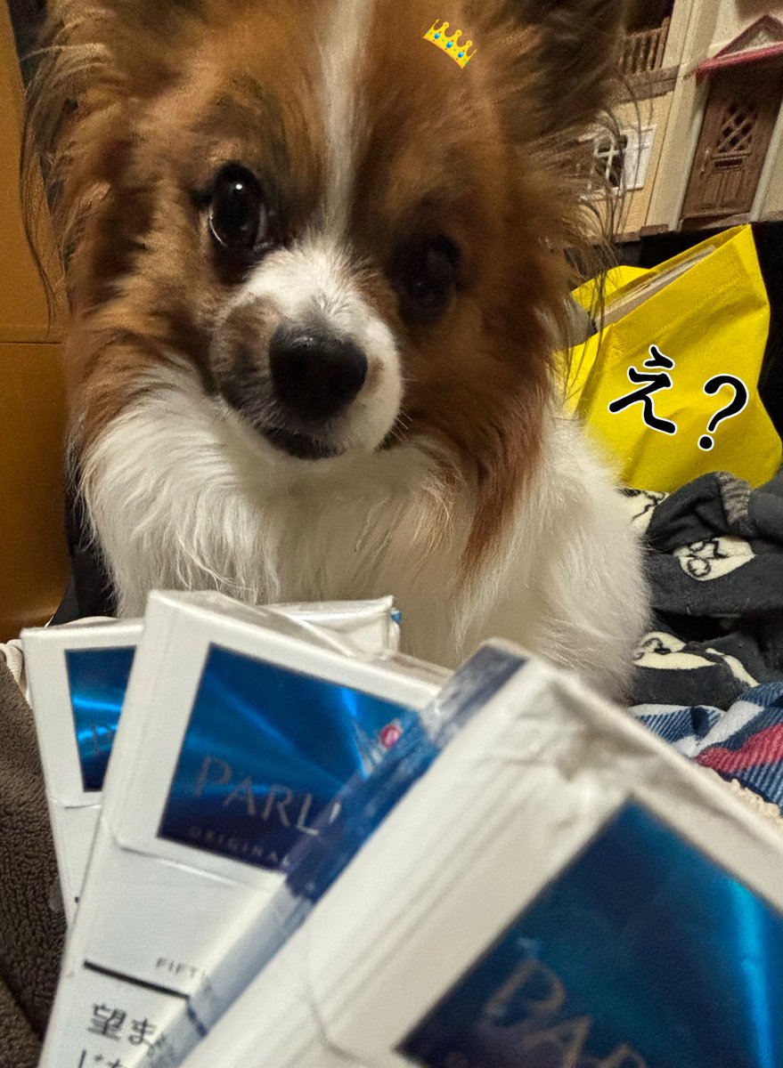 よもぎ🐶の飼い主 tweet media