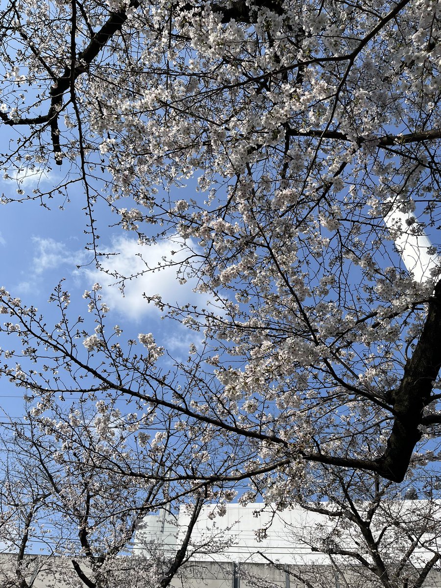 なべけい tweet media