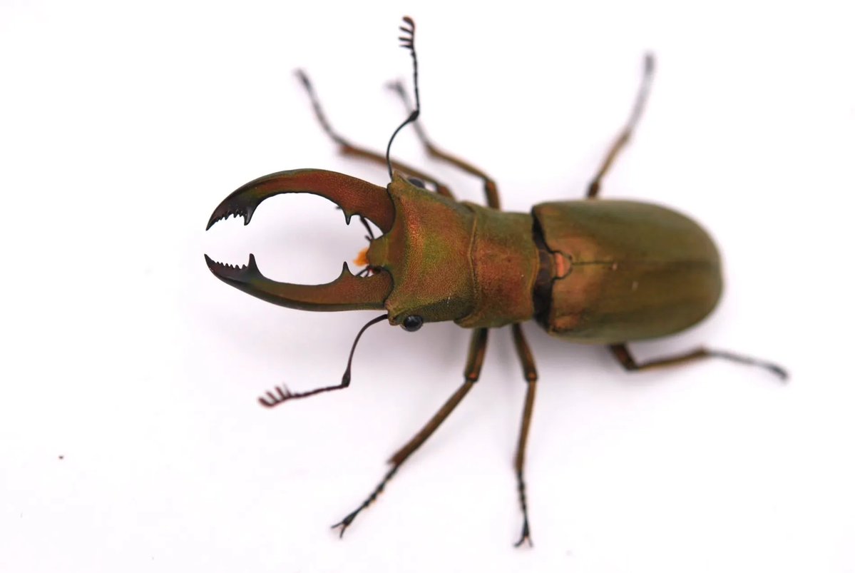 セルヴォラン tweet media