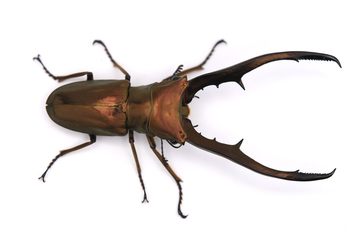 セルヴォラン tweet media