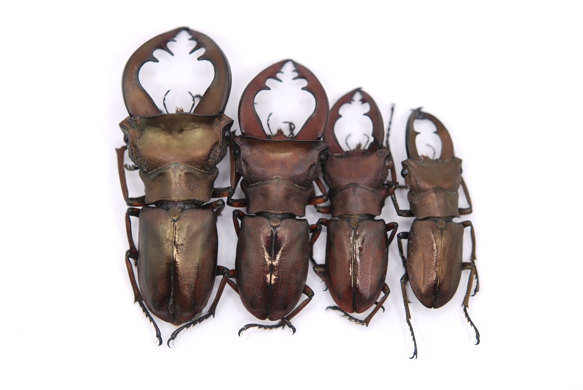 セルヴォラン tweet media