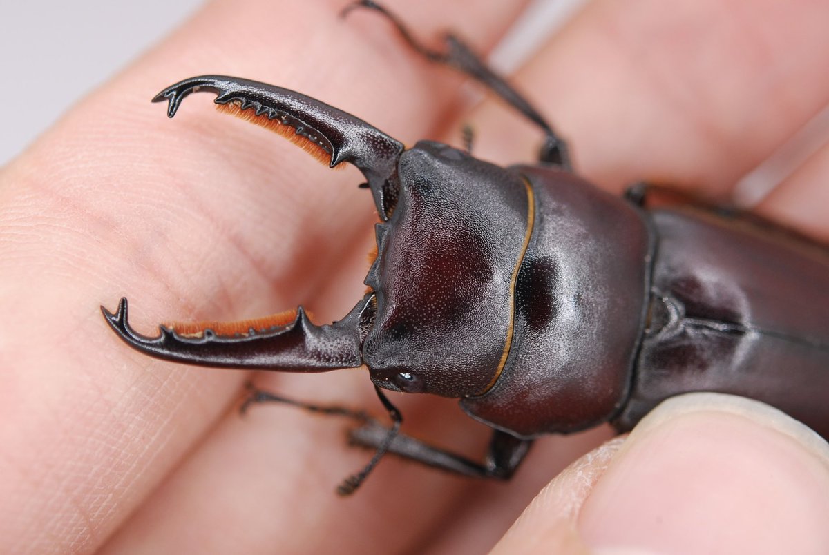 セルヴォラン tweet media