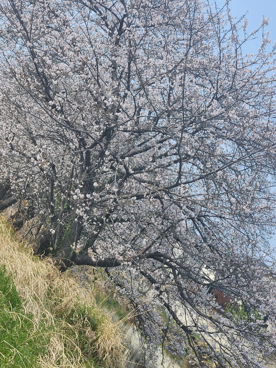 啓石 遥架(ヒライシハルカ) tweet media