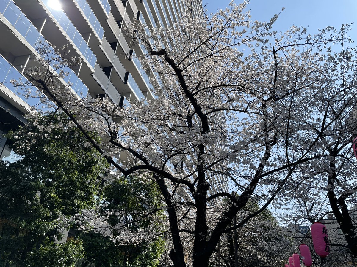 terserada's tweet photo. 桜が満開と聞いて見にきたけど、まだまだな感じ｡ https://t.co/6zaXQ5XX8b