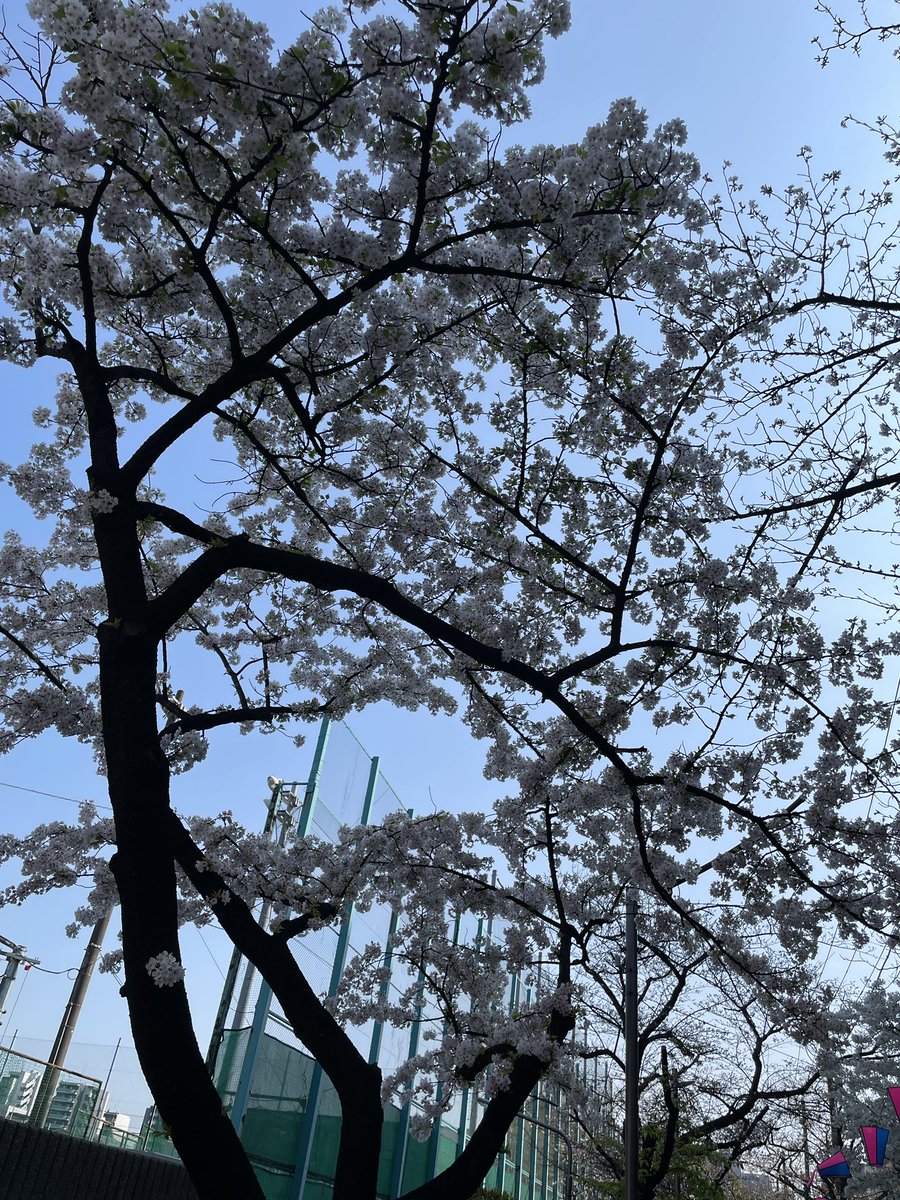 terserada's tweet photo. 桜が満開と聞いて見にきたけど、まだまだな感じ｡ https://t.co/6zaXQ5XX8b