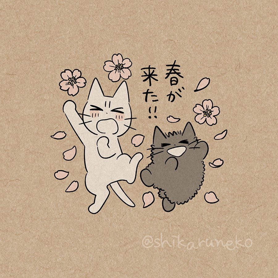 しかるねこ tweet media