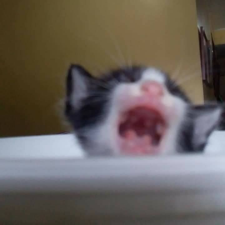 hanna ˢᶜᶜᵖ tweet media