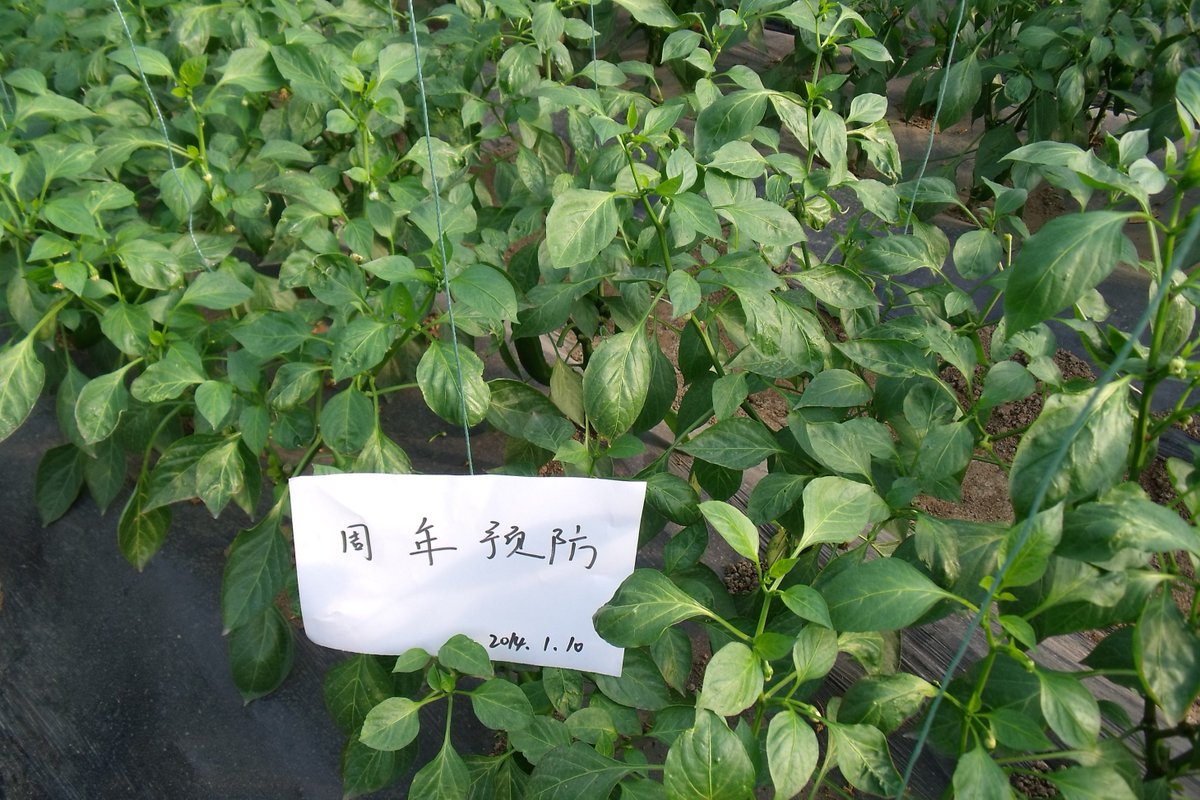 yenli maurice tweet media