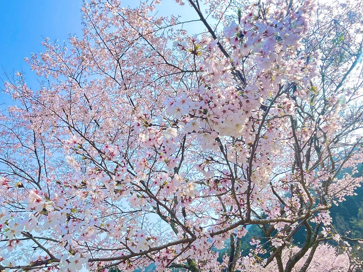 ましろ tweet media