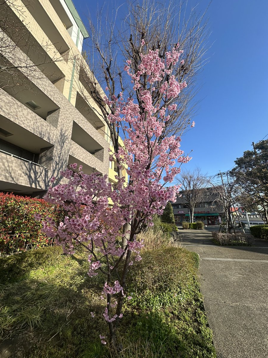 上野一生🪼植木屋・グリーンネットワーク 親方/「達人の一品」武蔵新城店/草野球BWM監督 tweet media