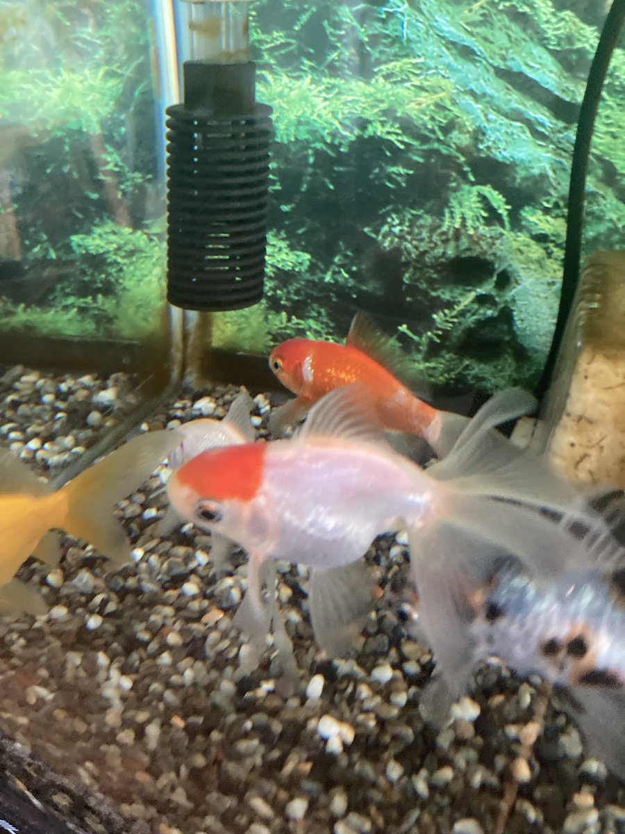 あずきゃり tweet media