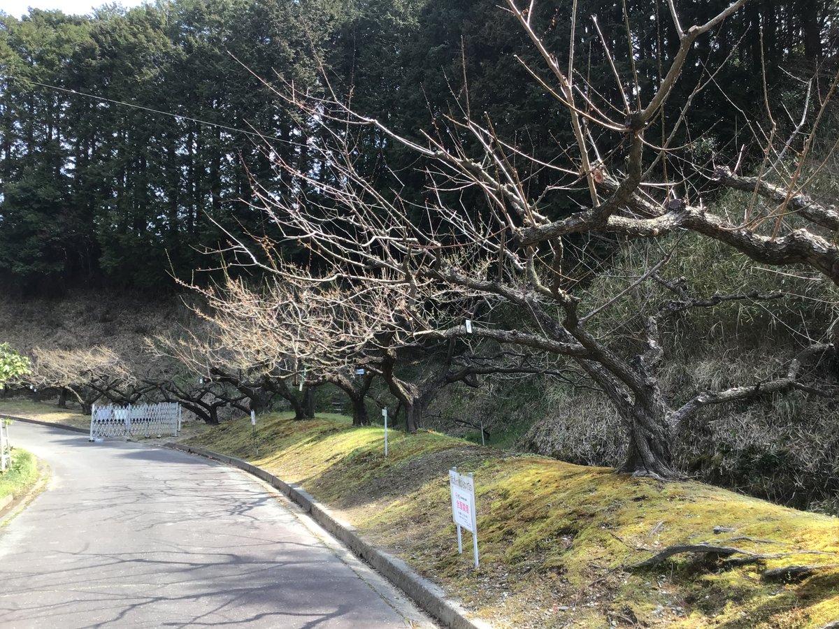hanaitoton's tweet photo. 桜咲いてないかな　と思って
果樹��園に行ったら
桜は無かったのだけれど
花の散りきった梅の木があって
かわいいちいさい梅の実がたくさんなっていました

あ　とくにオチはありません https://t.co/Gg8aSDPZvw