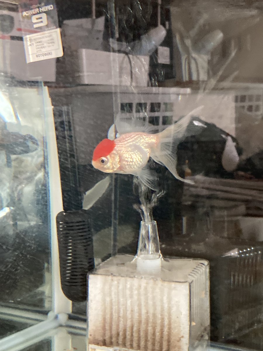 あずきゃり tweet media