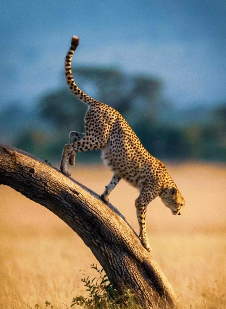 vivaneil tweet media