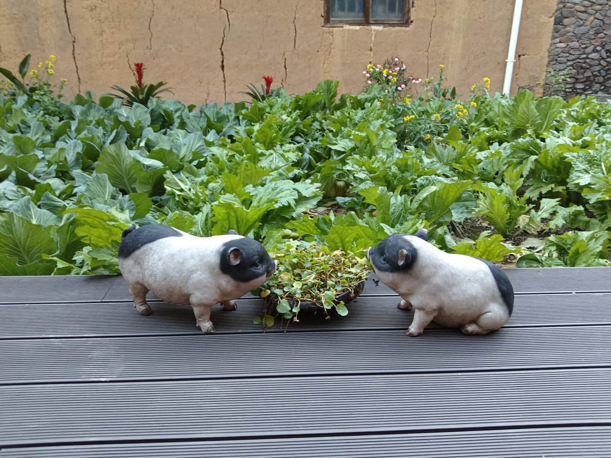 The little pig is so adorable.