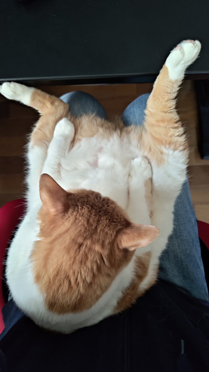 エジプト音楽聴かせても何も反応せず毛繕いする猫です