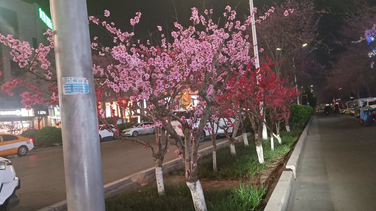 Libailu🍥🏳️⚧️ tweet media