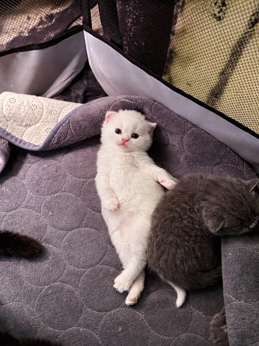 Cat 🐈 tweet media