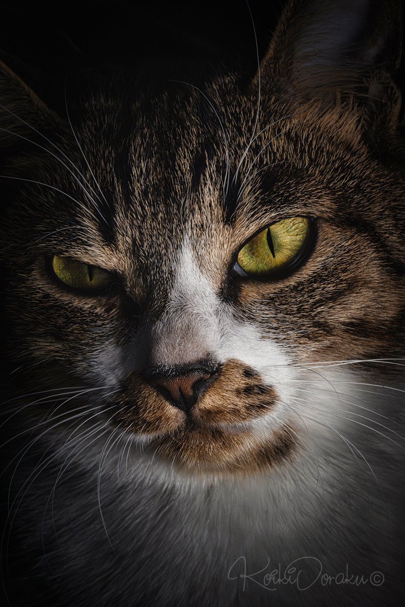 写真作家 小粋 𓃠 栃木ぬこ民 tweet media