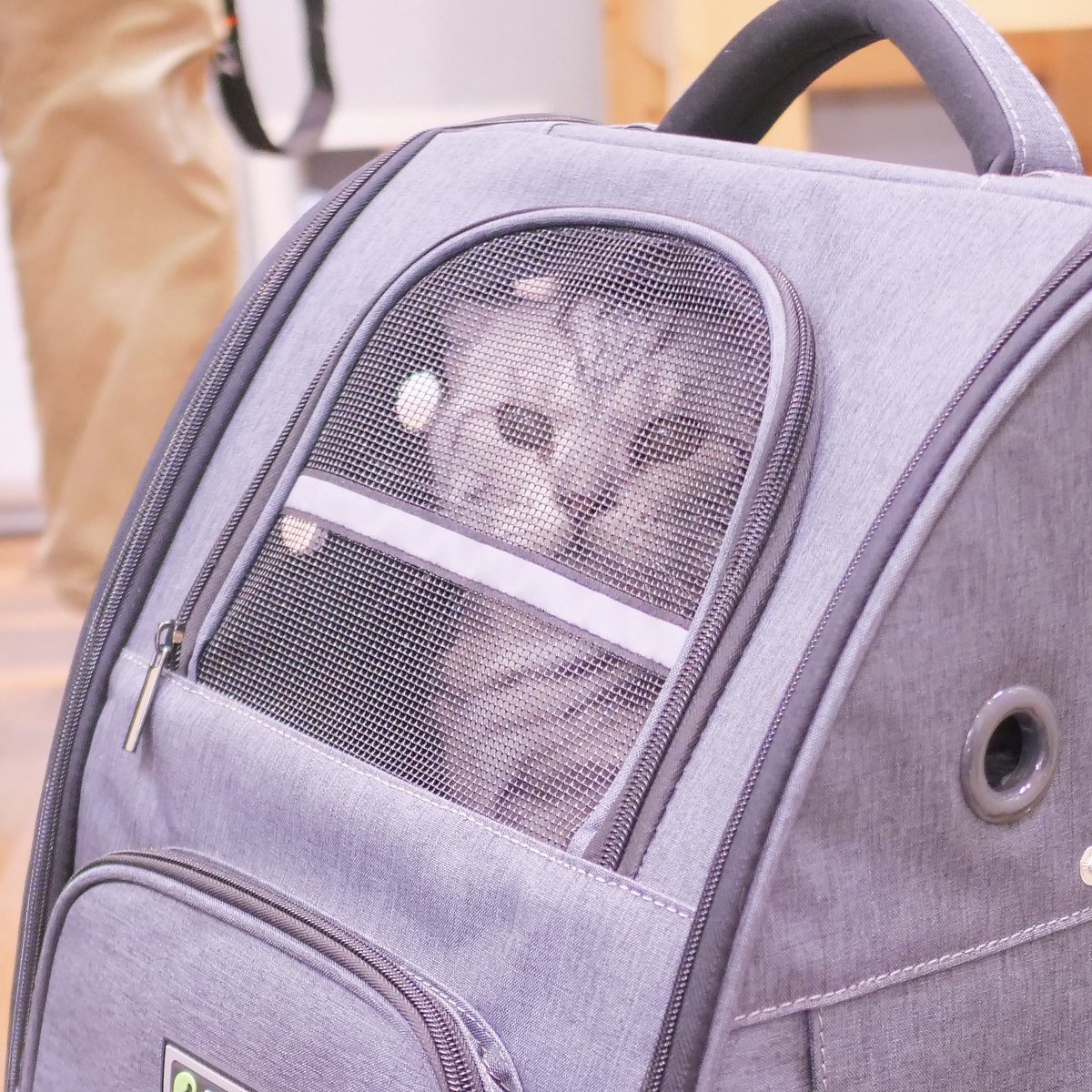 保護猫カフェMiagolare tweet media