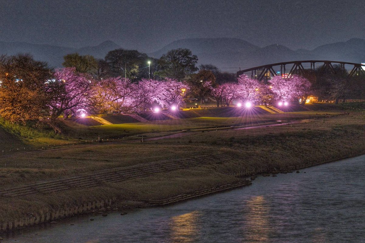 🌸笠松みなと公園 夜桜ライトアップ 今日も日没から開催します（4/5(日