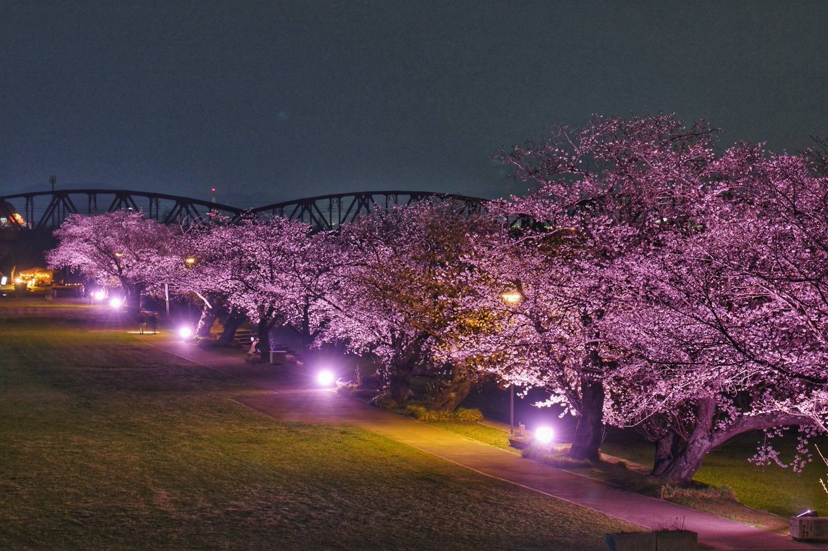 🌸笠松みなと公園 夜桜ライトアップ 今日も日没から開催します（4/5(日