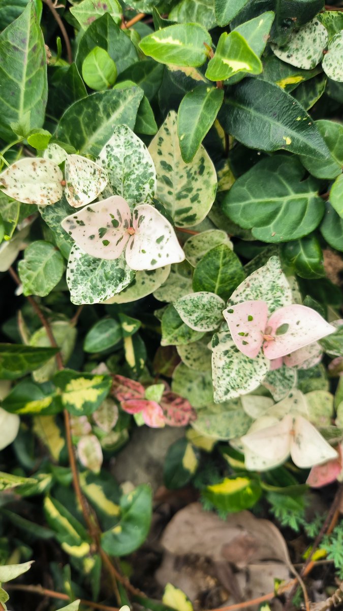 Sidharth Panigrahy tweet media