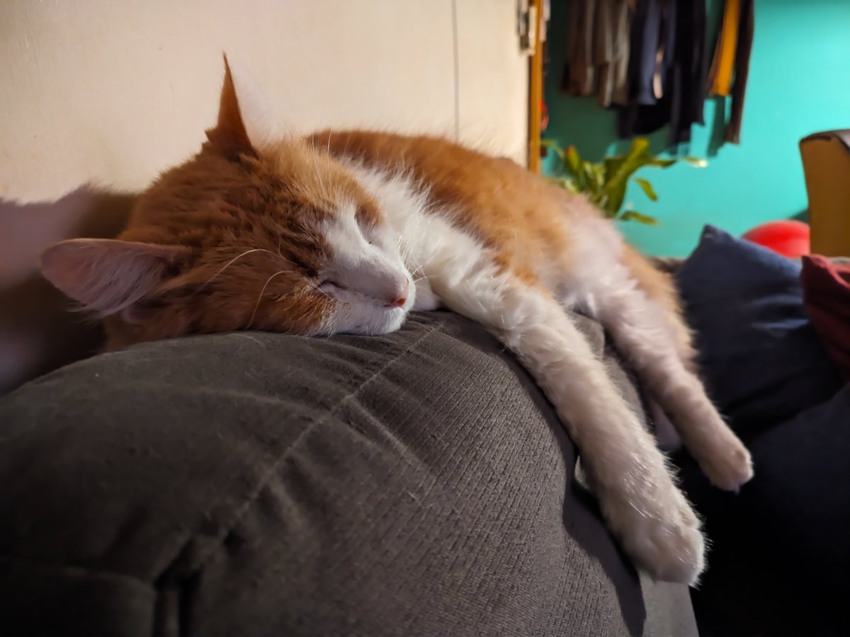 Káiser Somalí© tweet media