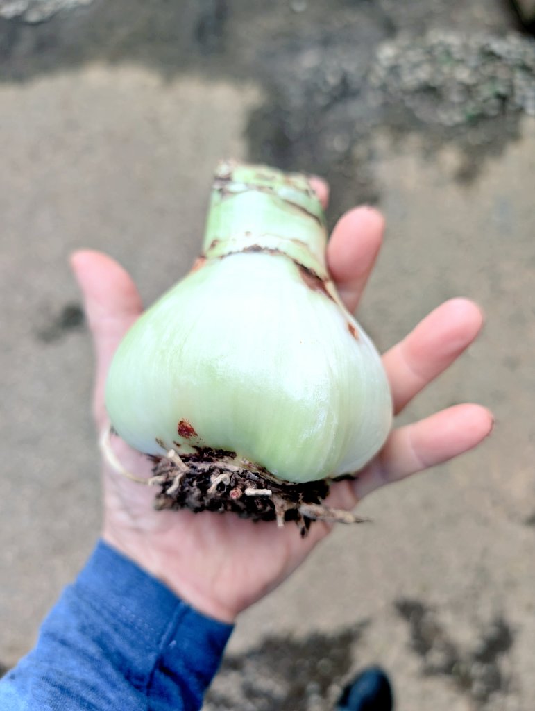 しまど/simadjp tweet media