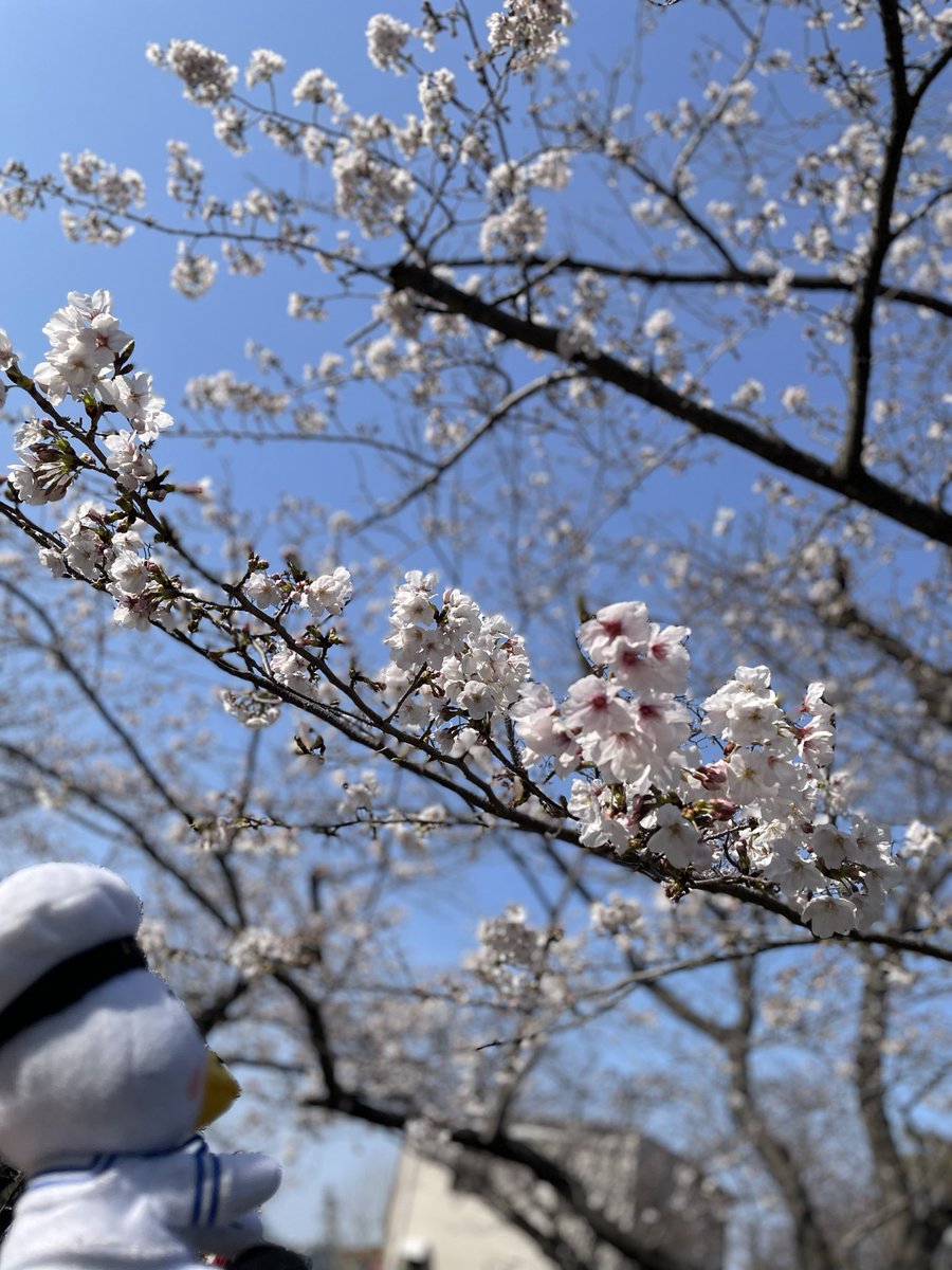 スカレー tweet media