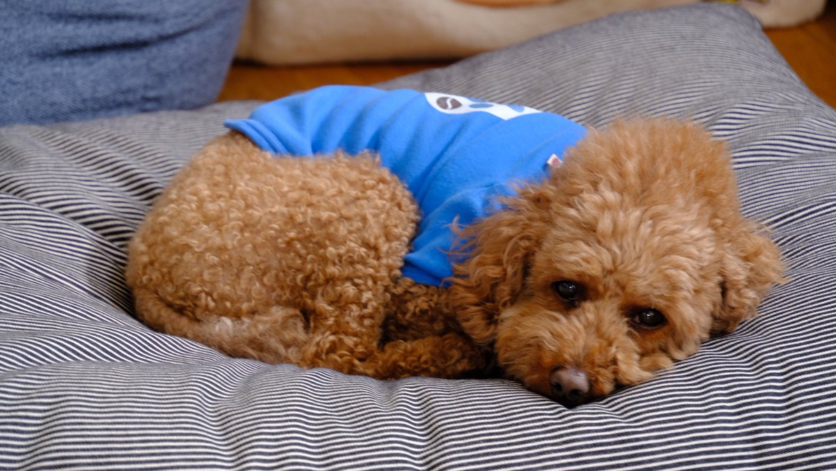 ｵｼｬﾘｰﾏﾝ tweet media