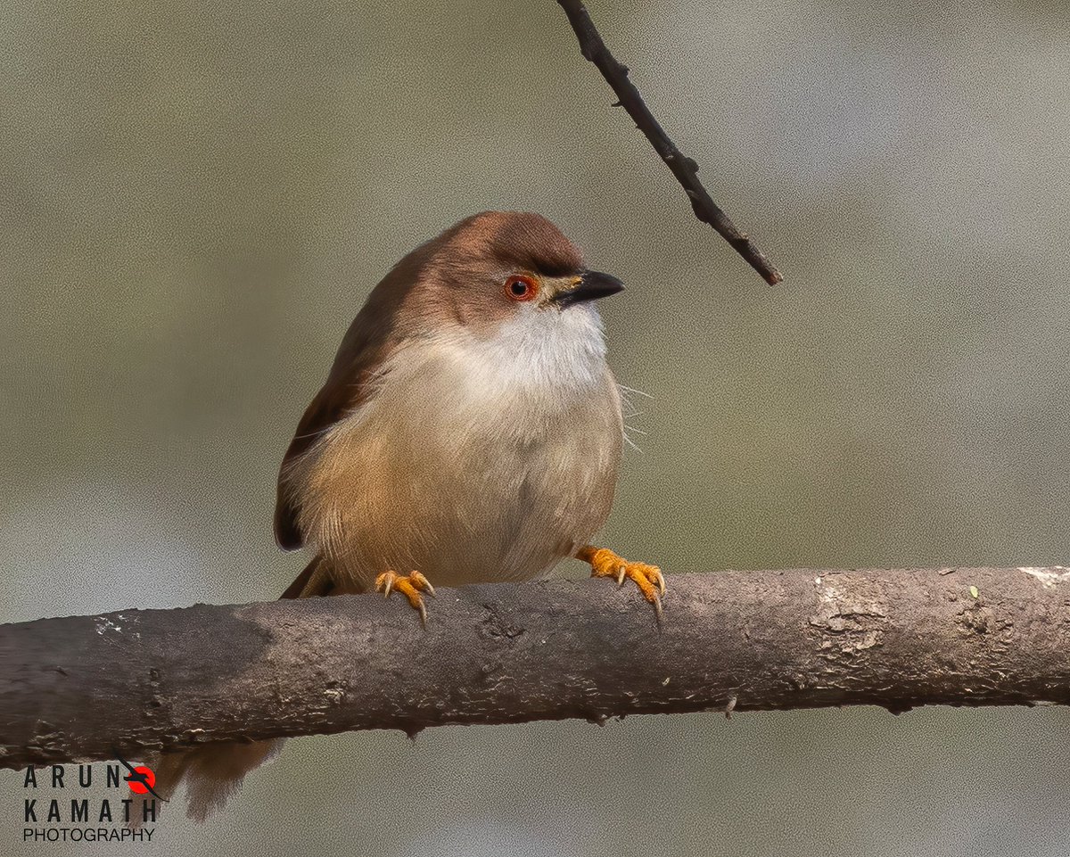 Arun Kamath🕊 tweet media