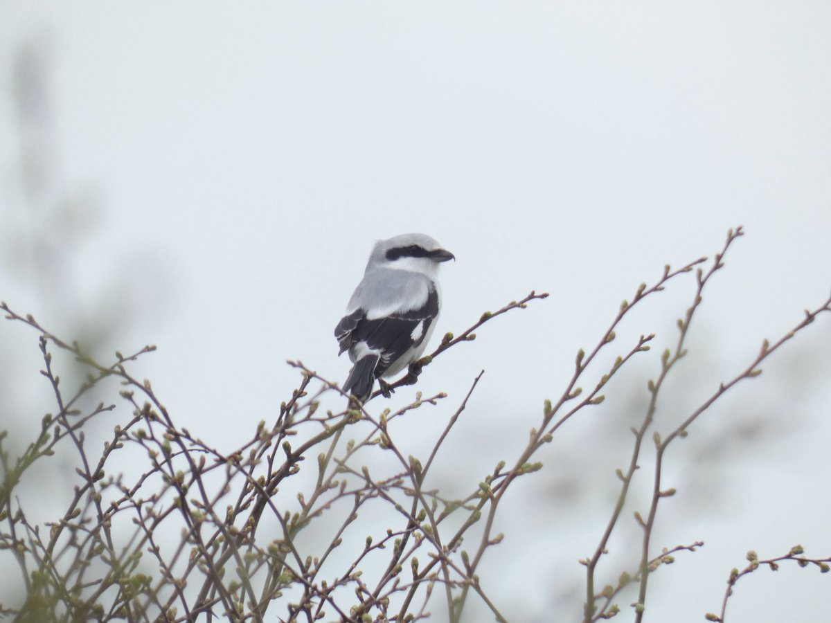 Andy Goodey tweet media