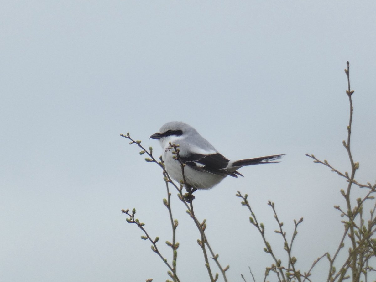 Andy Goodey tweet media