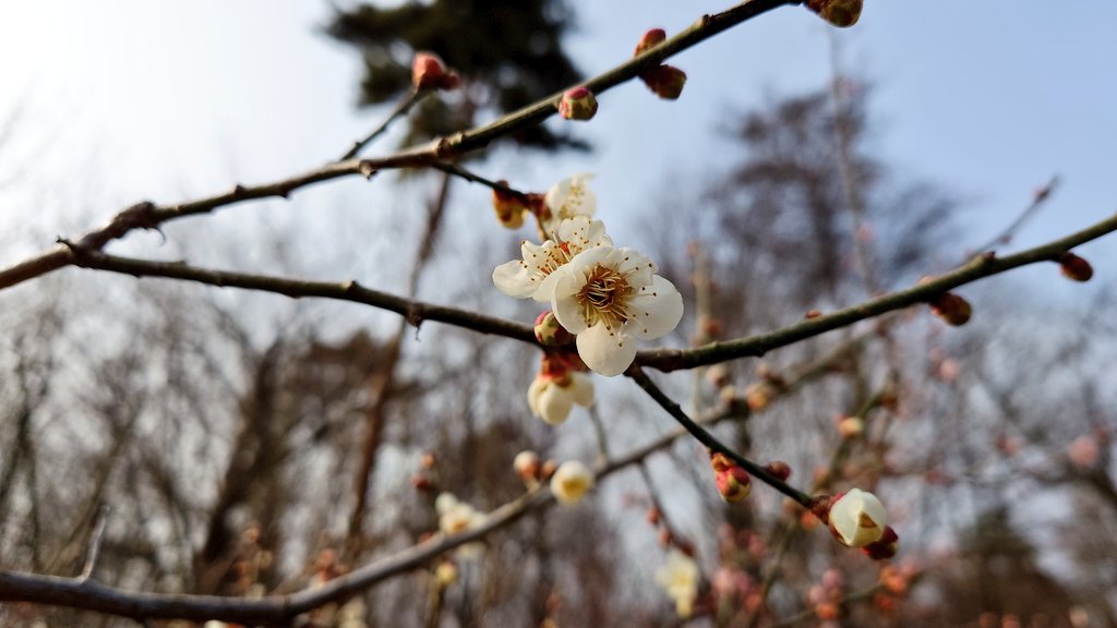 ogacafe's tweet photo. ご報告が遅くなりましたが本日より営業を再開いたしました。
梅の花も咲き始め5月末まではご自由に園内を散策いただけます❀ https://t.co/nzOnL8TP1r
